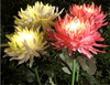 Load image into Gallery viewer, Chrysanthemum Solar Garden Stake LED